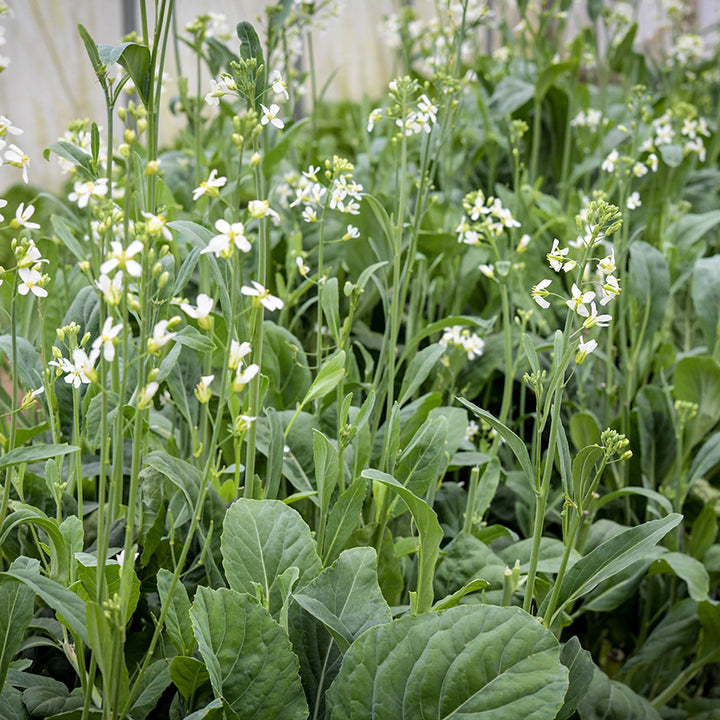 Broccoli Yod Fah growing in garden.
