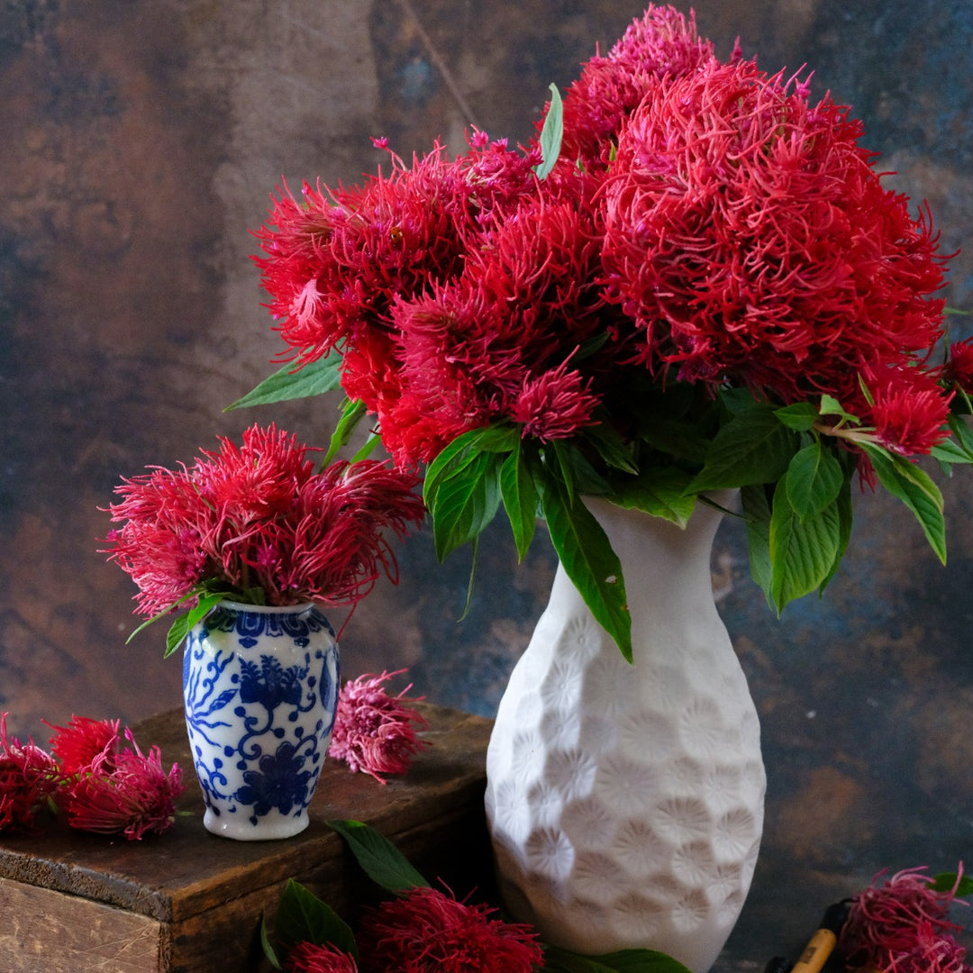Full deep red blooms of Chinese Wool flower in multiple vases against a marbled backdrop.