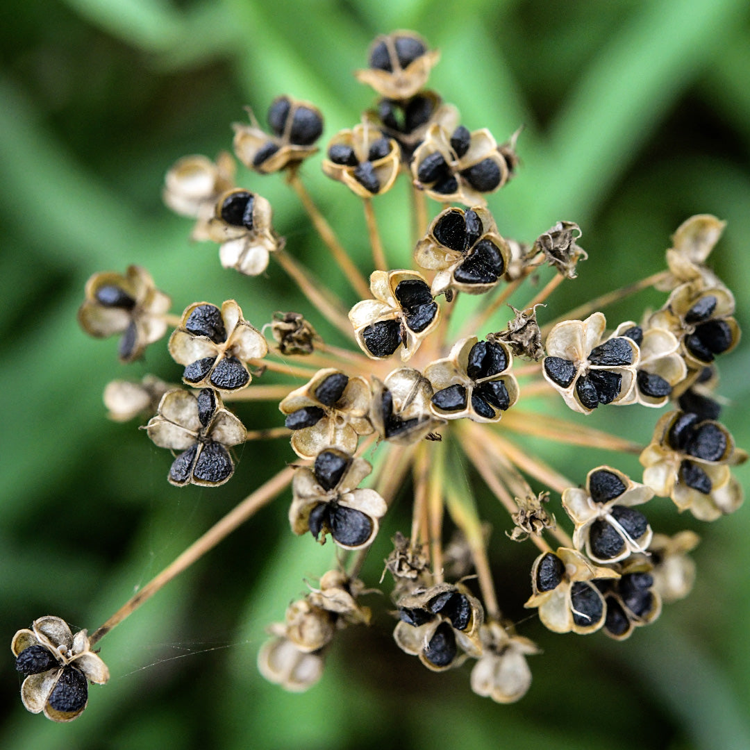 A dried Chinese Chive flower showing the seedpods in the garden.