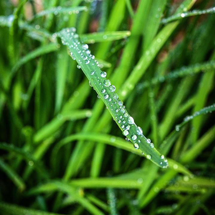 A micro close-up of water droplets on a blade of Chinese Chives.