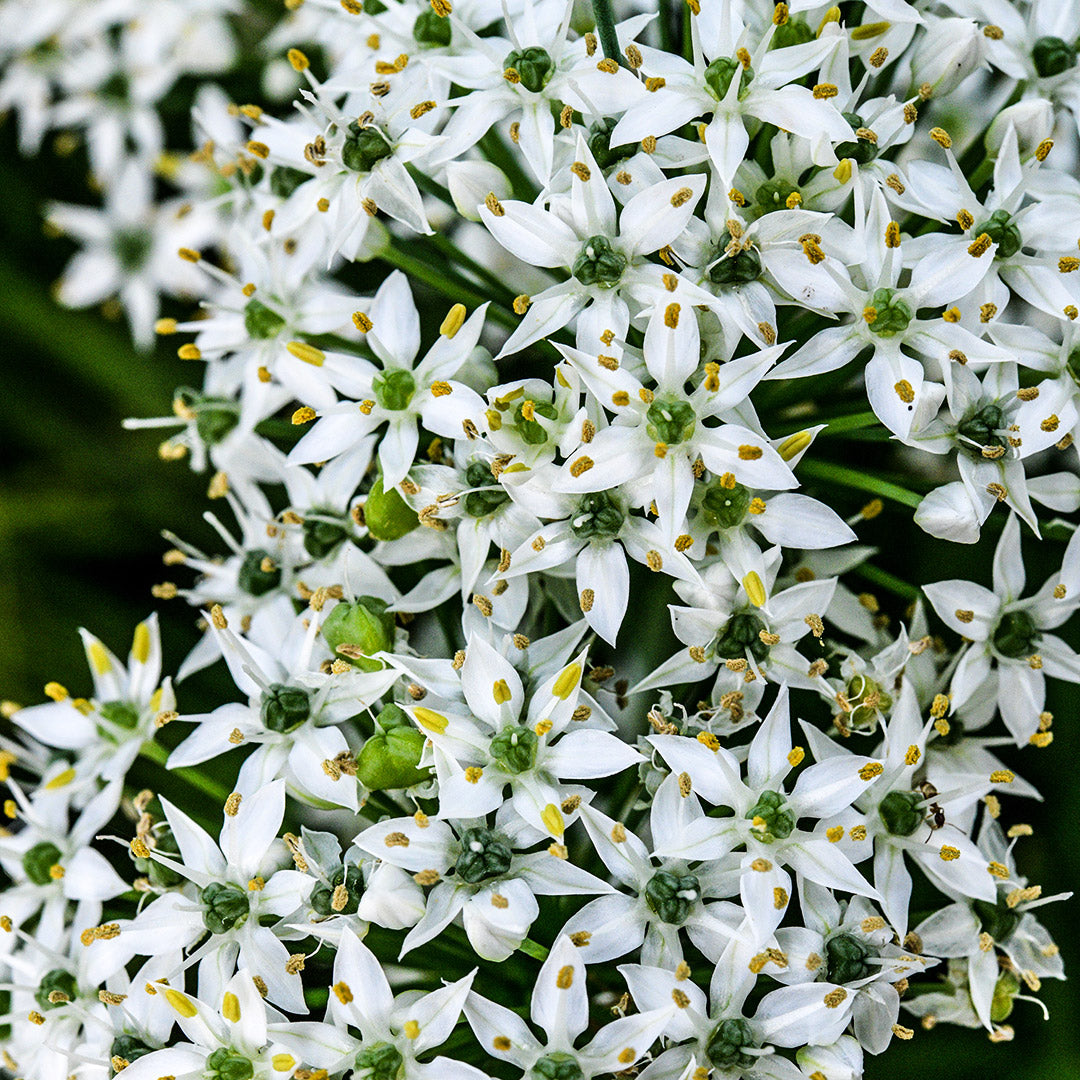A beautiful cluster of white flowers from blooming Chinese Chive plants.