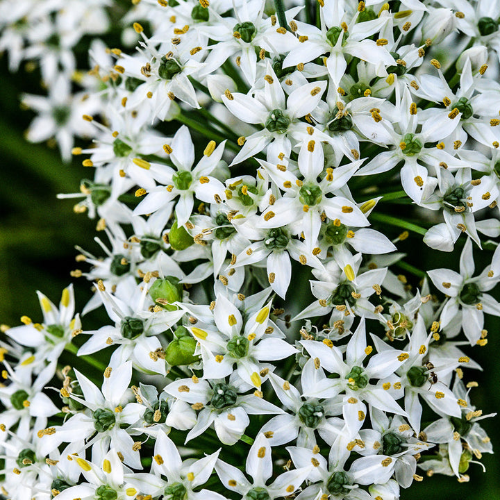 A beautiful cluster of white flowers from blooming Chinese Chive plants.