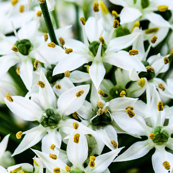 An extreme close-up of Chinese Chive flowers.