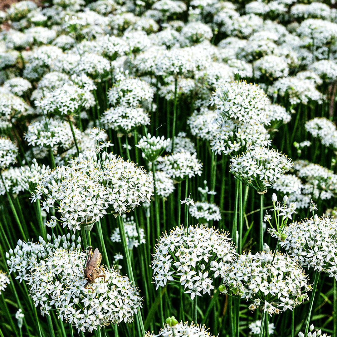 An ocean of Chinese Chives blooming on the farm at Baker Creek.