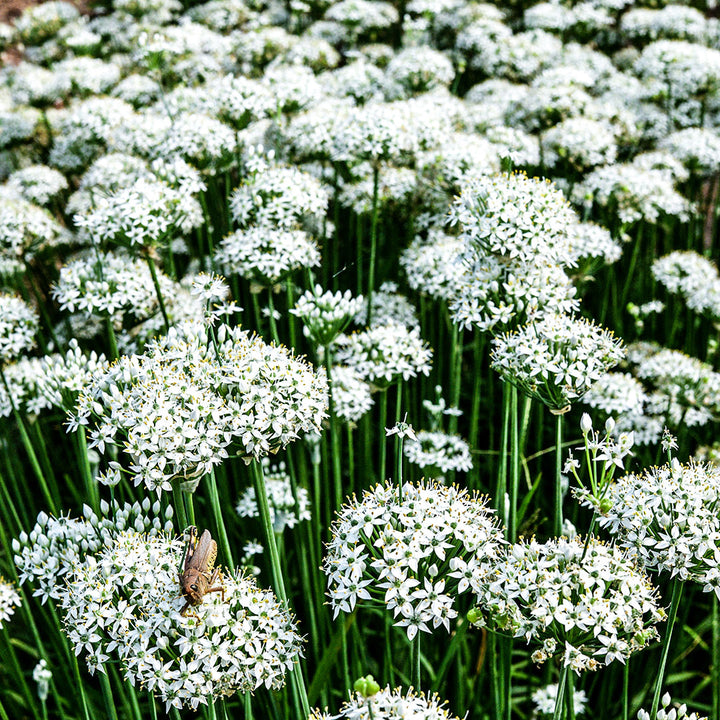 An ocean of Chinese Chives blooming on the farm at Baker Creek.