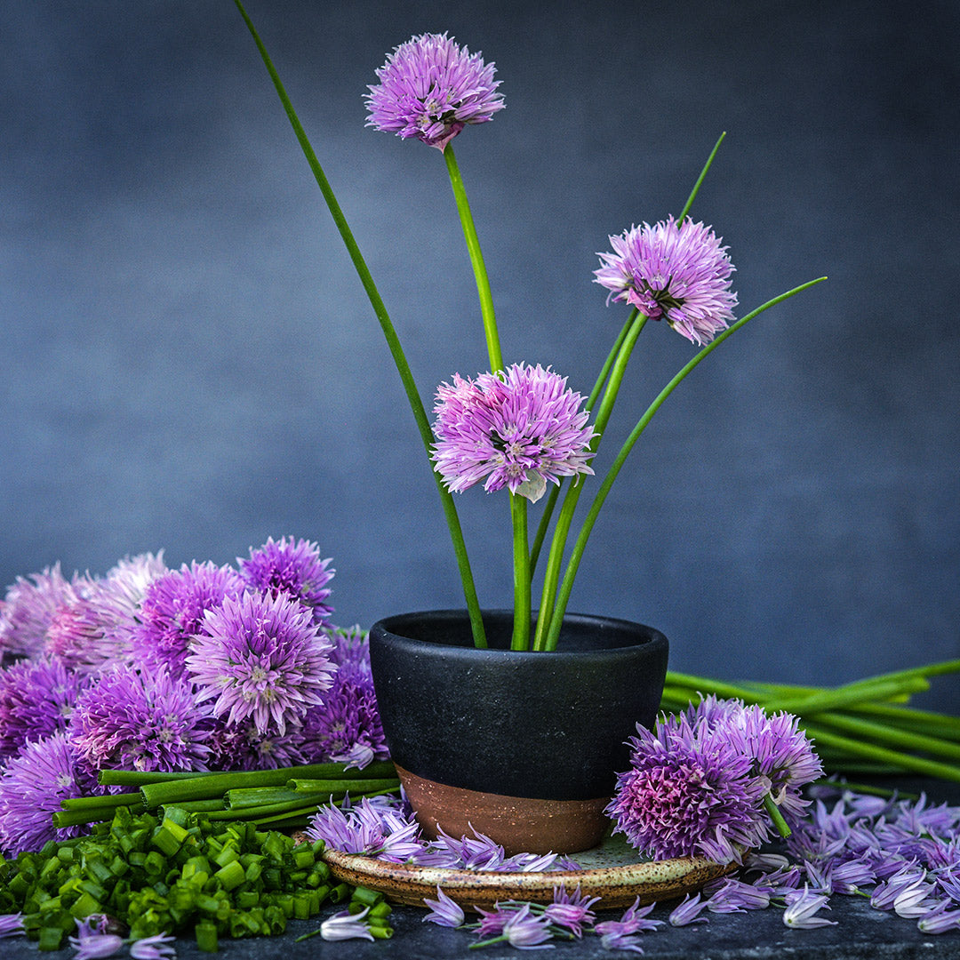 A trio of Common Chive flowers in small pot surrounded by chopped and whole chives with blooms.