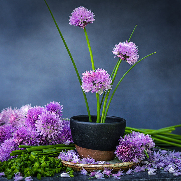 A trio of Common Chive flowers in small pot surrounded by chopped and whole chives with blooms.