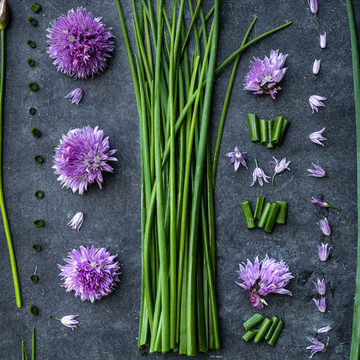 Common Chives with flowers and chopped chives arranged on dark plate.