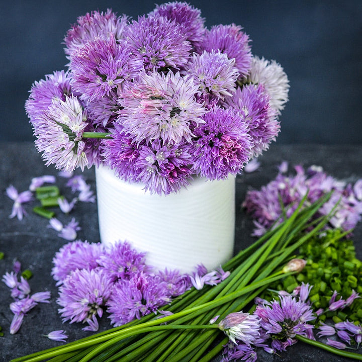 A bouquet of Common Chive flowers in a white vase surrounded by chives and flowers on dark background.
