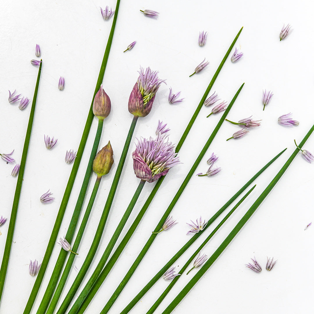 Common Chives with blooms fanned out on a white background.