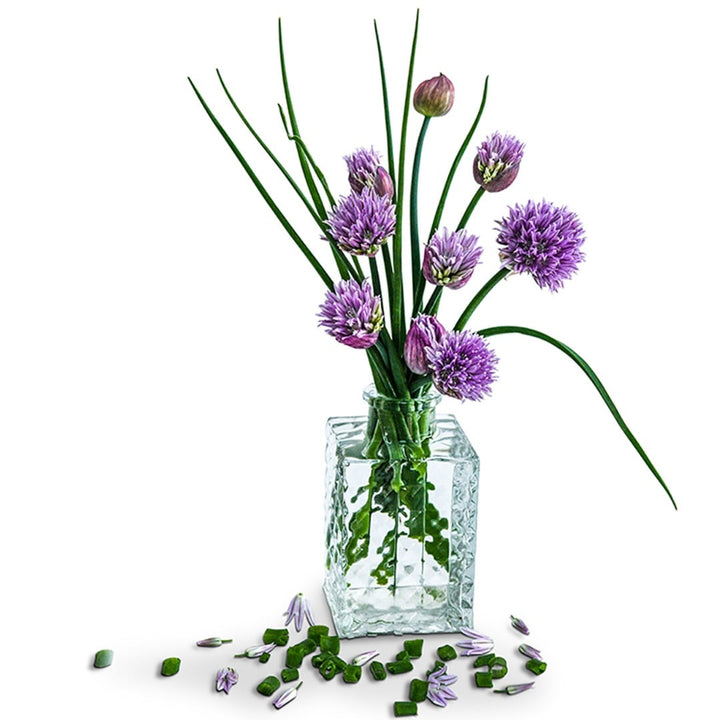 Common Chive in a glass vase on a white background.