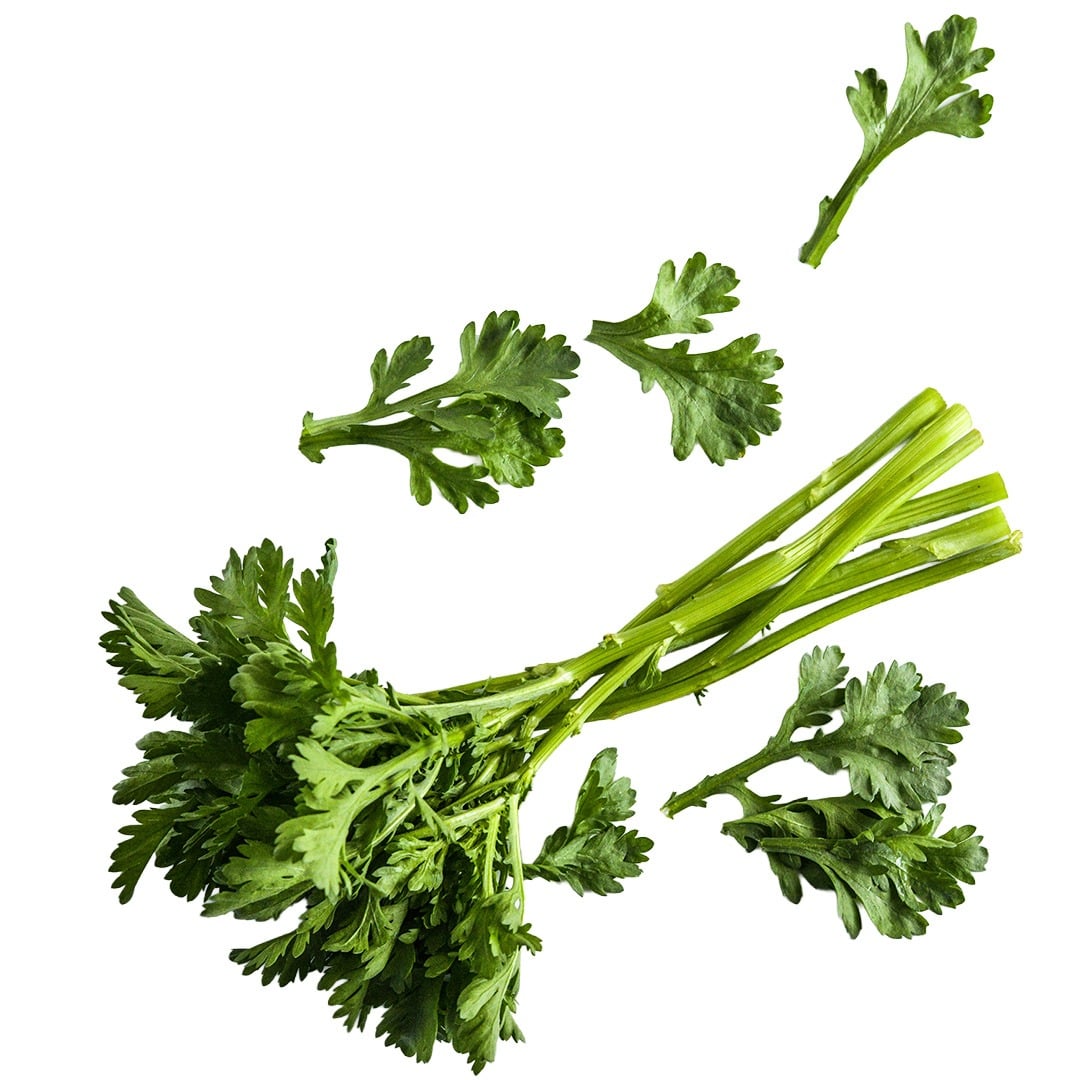 Otafuku Chrysanthemum stems and leaves arranged on a white background.