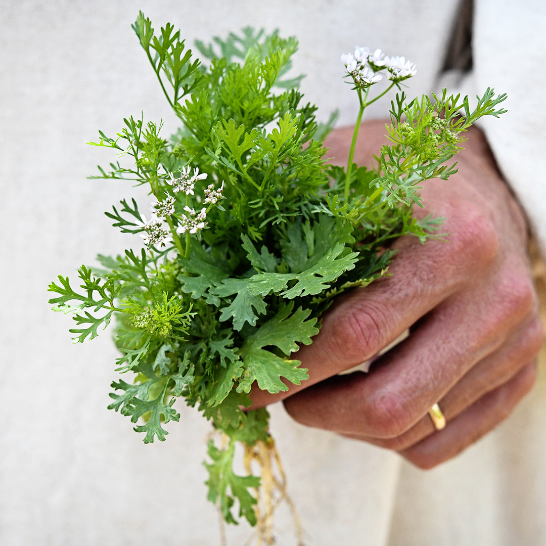 A man holding a Dwarf Lemon Cilantro plant.