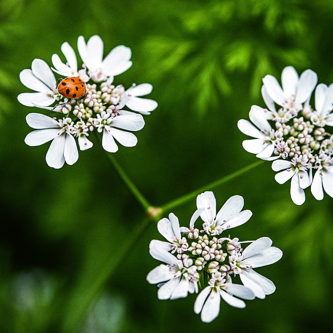 Dwarf Lemon Cilantro flowers with a ladybug in the garden at Baker Creek.