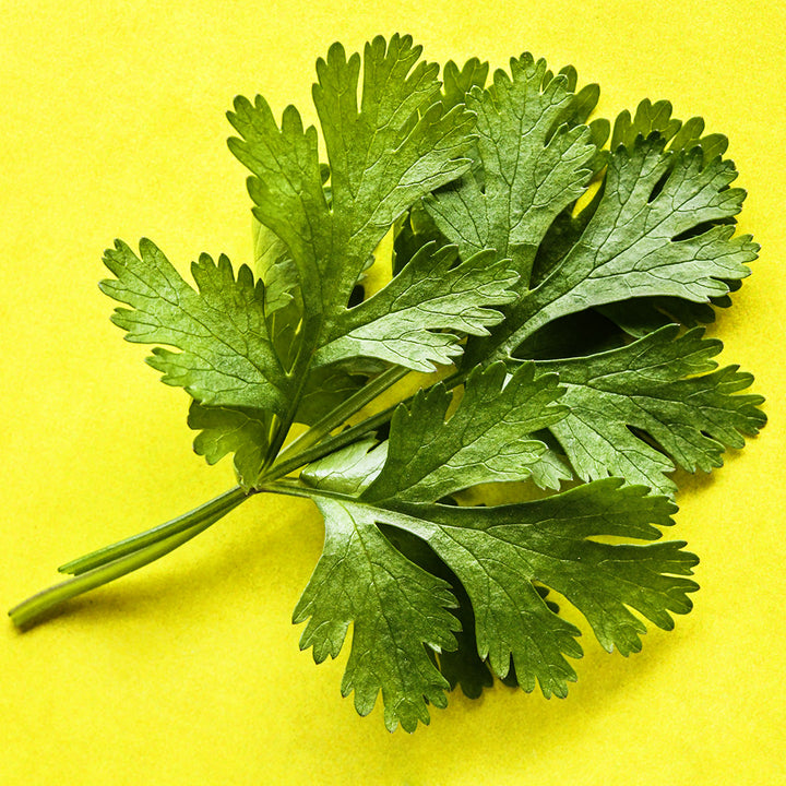 A close-up detail of Dwarf Lemon Cilantro leaves on bright lemon-yellow background.