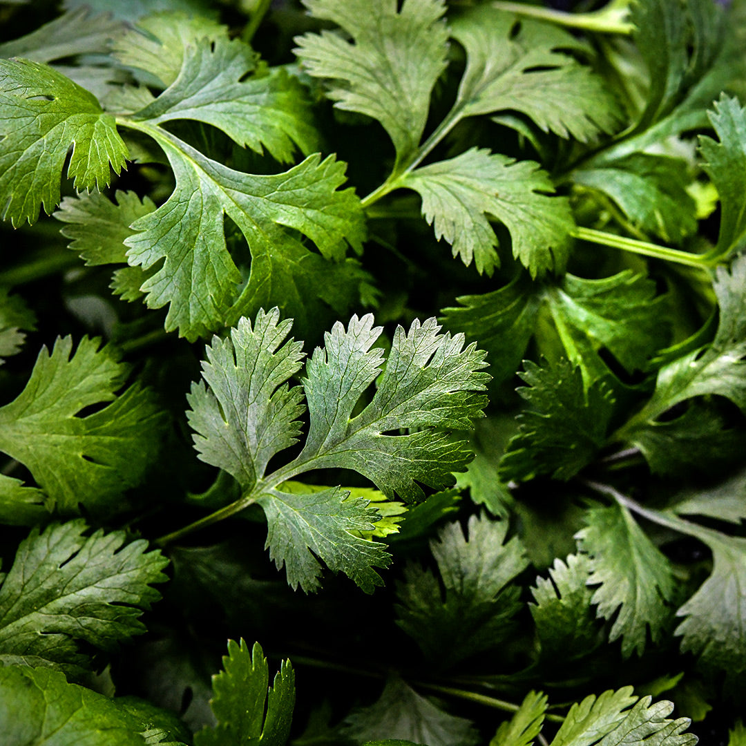 A close-up view of Slo-Bolt Cilantro leaves.