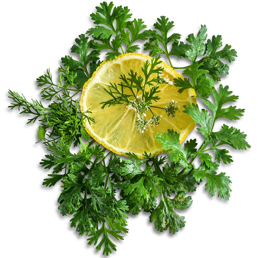 Dwarf Lemon Cilantro surrounding a lemon slice on white background.