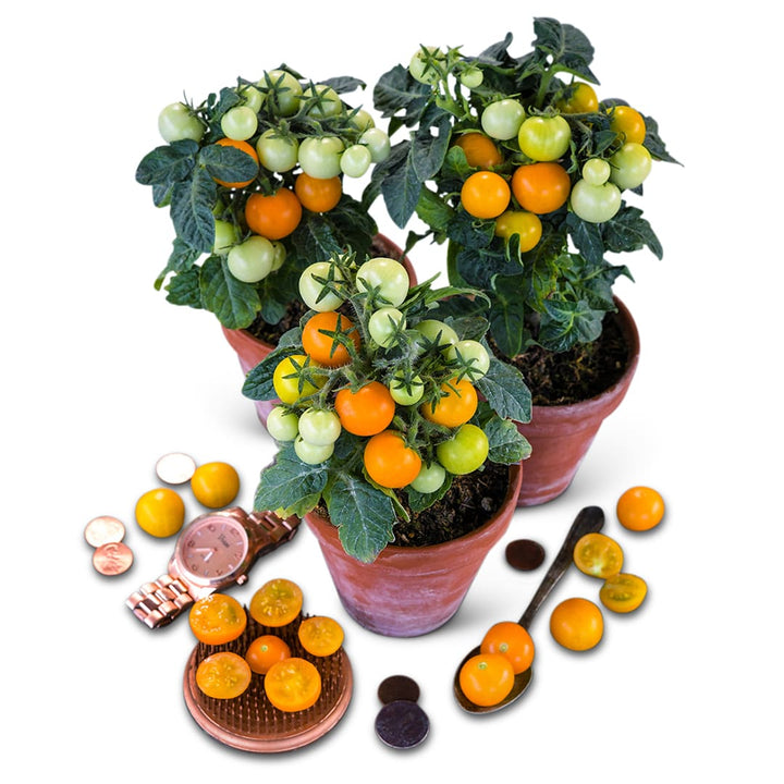 Tomato Seeds, Orange Hat