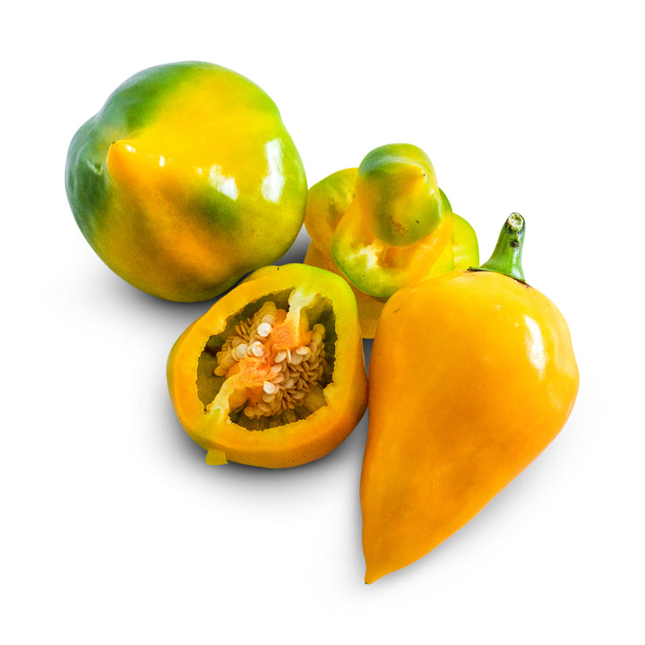 Sweet Pepper Seeds, Orange Lesya