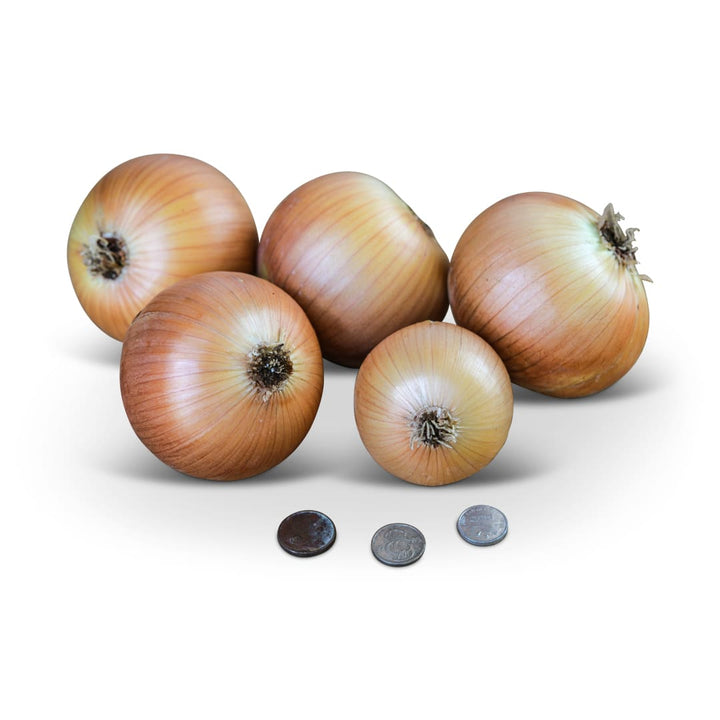 Onion Seeds, Yellow Sweet Spanish