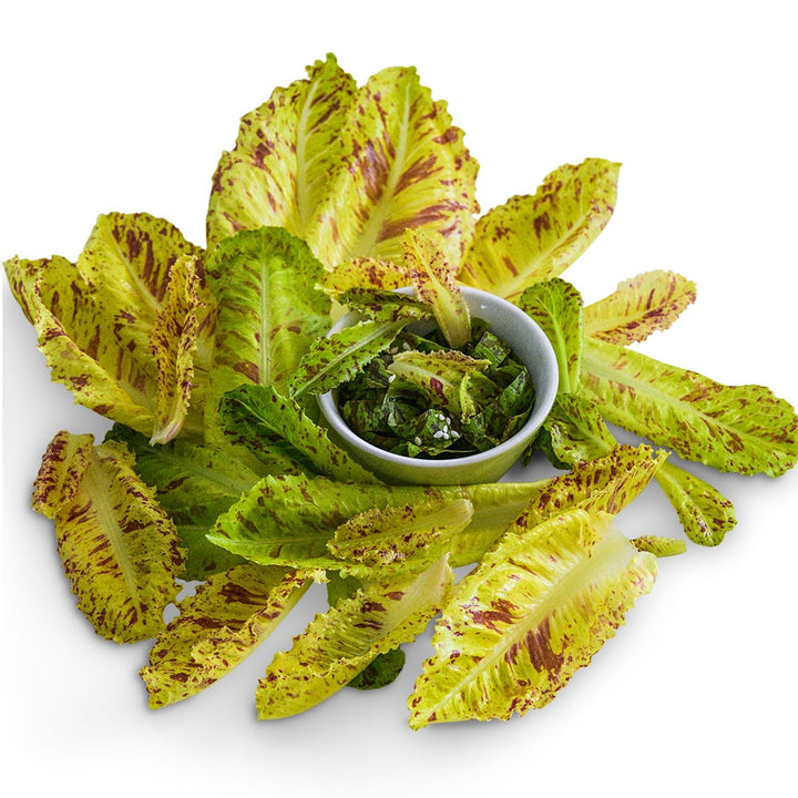 Lettuce Seeds, Spotted Aleppo Syrian