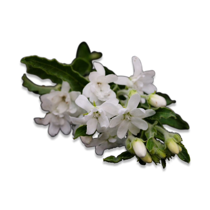 Tweedia Seeds, White