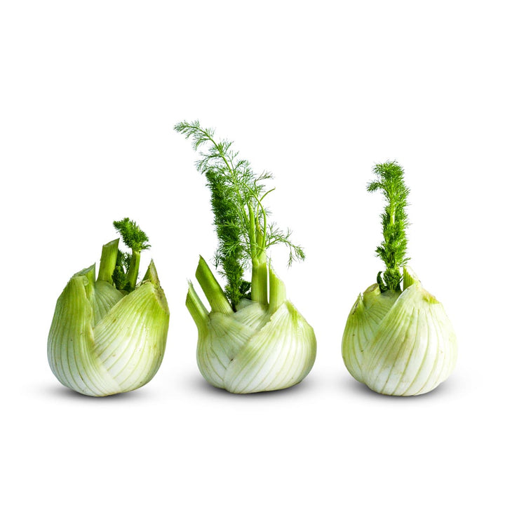 Fennel Seeds, Mammouth