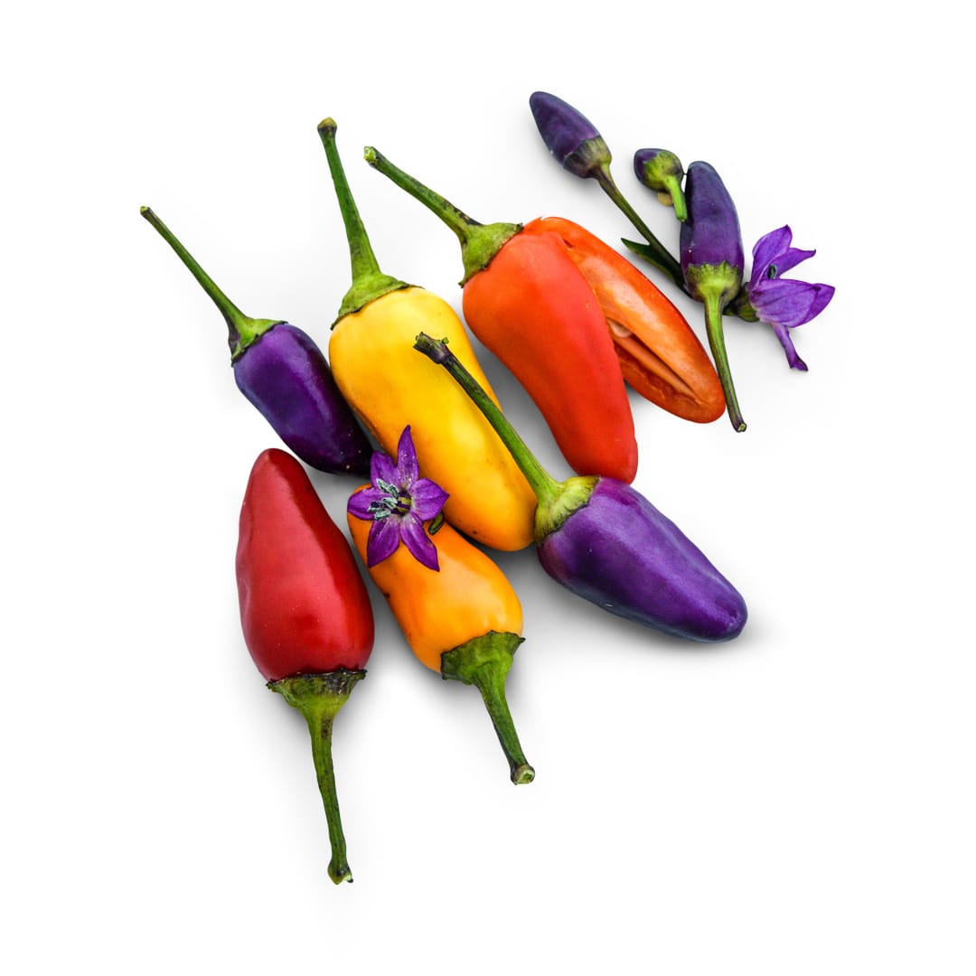 Hot Pepper Seeds, Chinese 5 Color