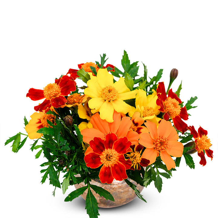 Marigold Seeds, Disco Mix