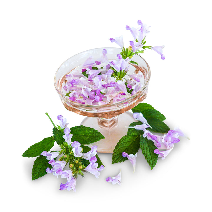 Catmint Seeds, Pink Panther
