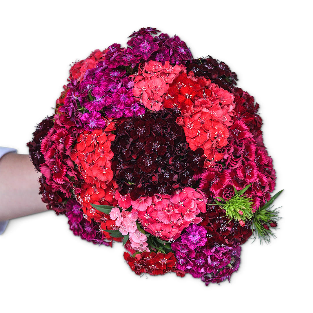 Dianthus Seeds, Flora Mix