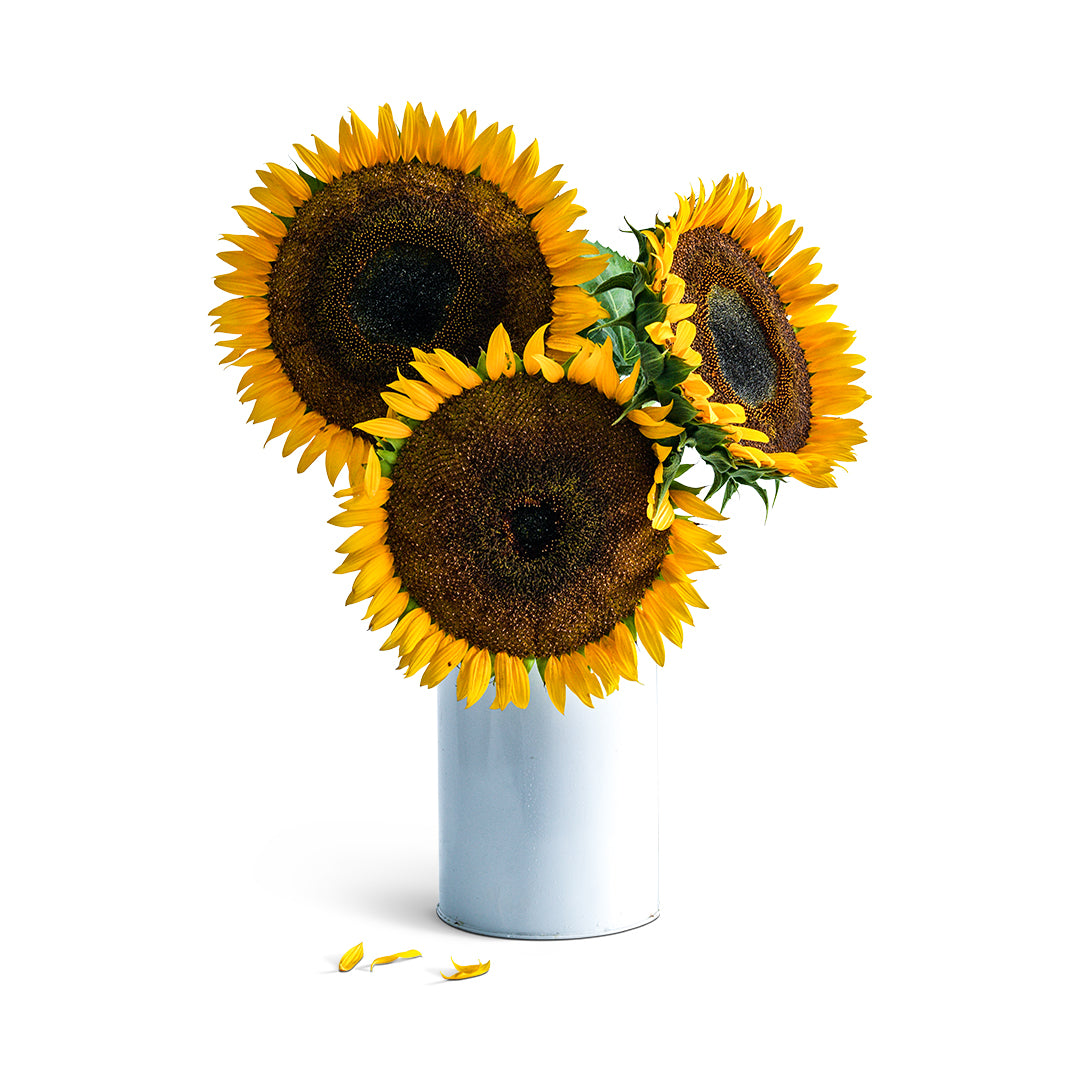 Sunflower Seeds, Taiyo