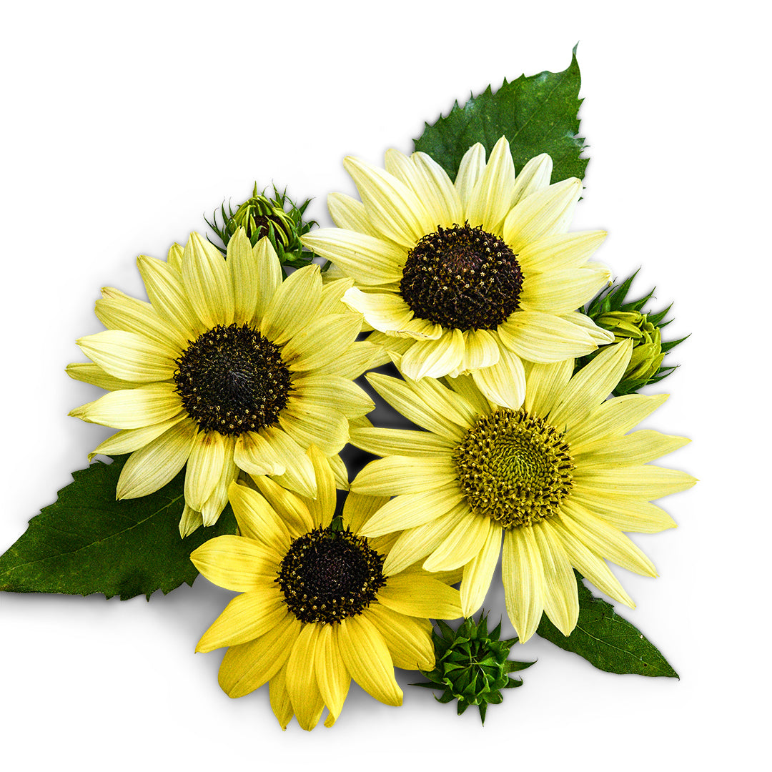 Sunflower Seeds, Ice Cream