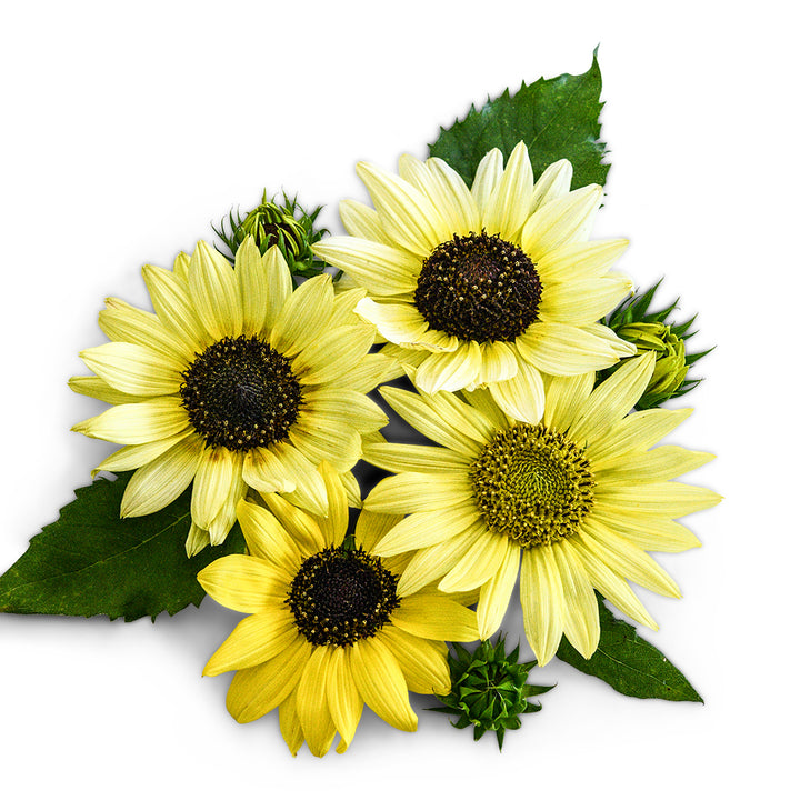 Sunflower Seeds, Ice Cream