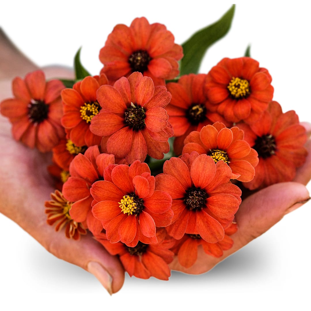 A hand hold Peruviana Zinnia blooms on a white background.