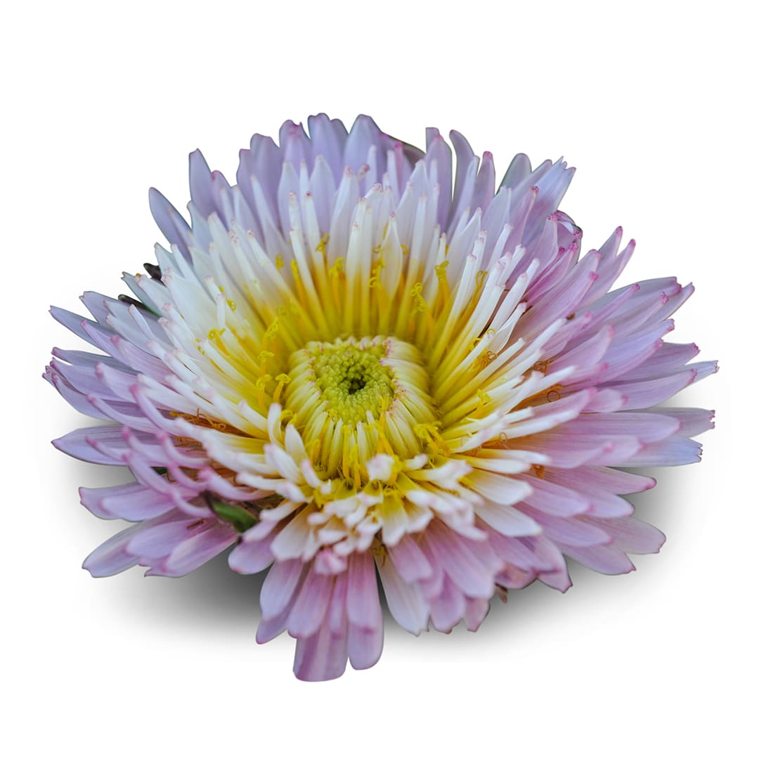A close up of Pink Dandelion on a white background.