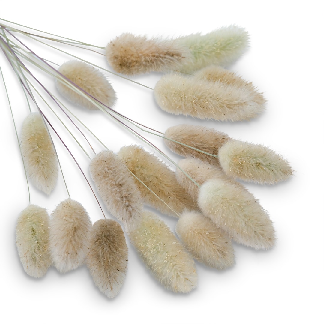 Grass Seeds, Bunny Tails
