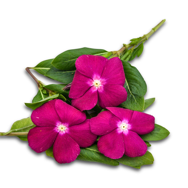 Vinca Seeds, Heatwave Raspberry