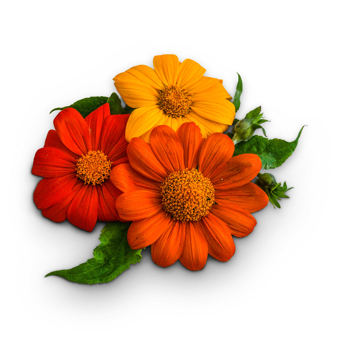 Mexican Sunflower Seeds, Arcadian Blend