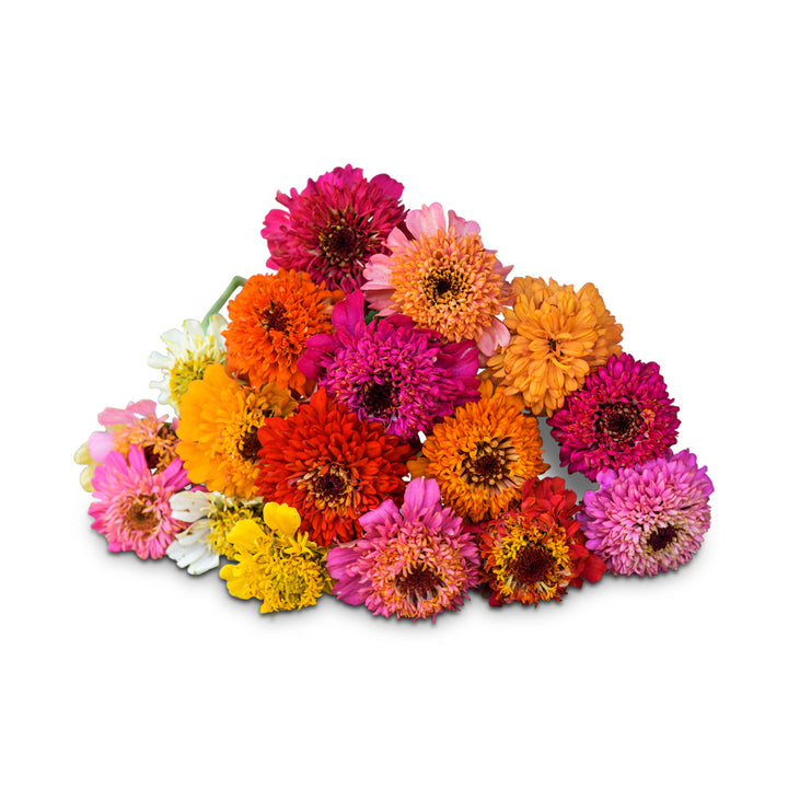 Scabiosa Zinnia arranged on a white background.