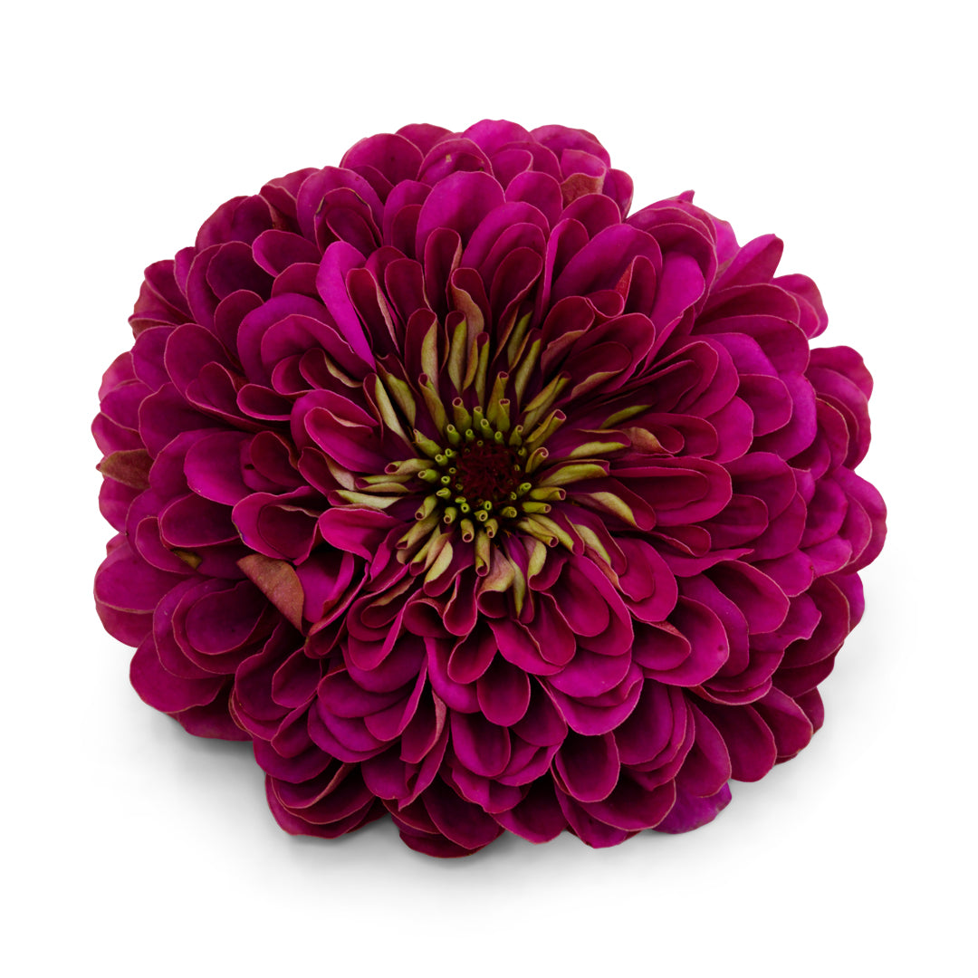 A close up of Purple Prince Zinnia on a white background.