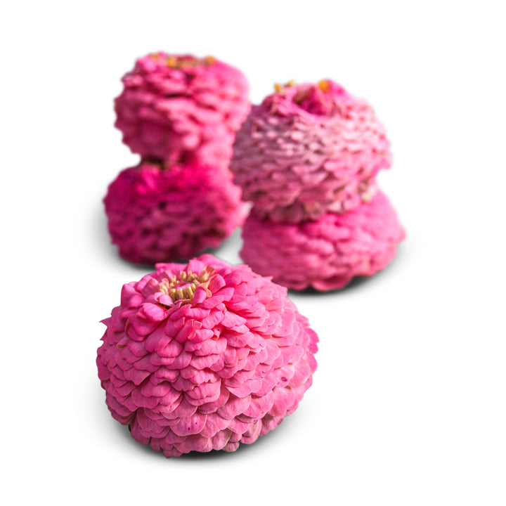 Oklahoma Pink Zinnia blooms on a white background.