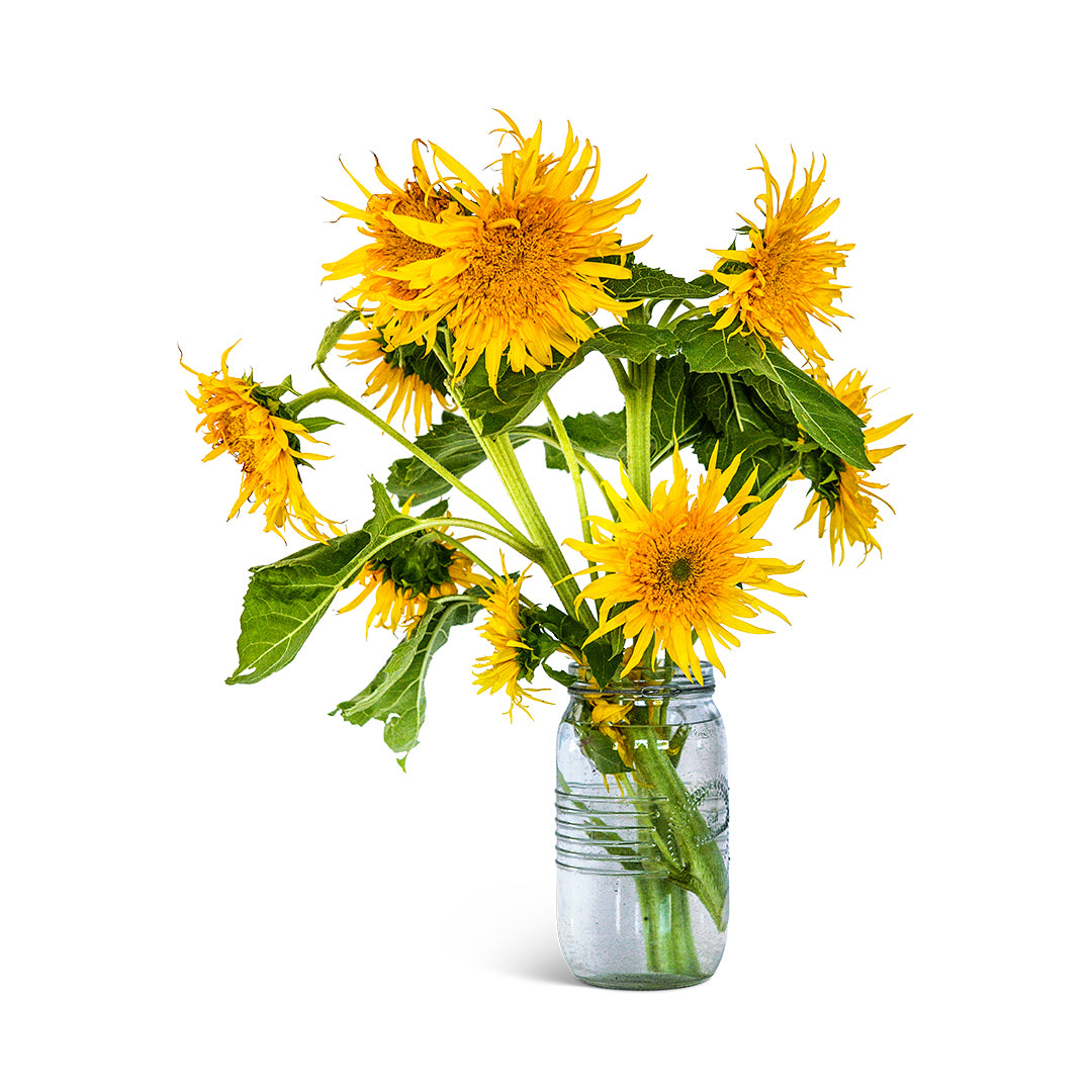 Sunflower Seeds, Astra Gold