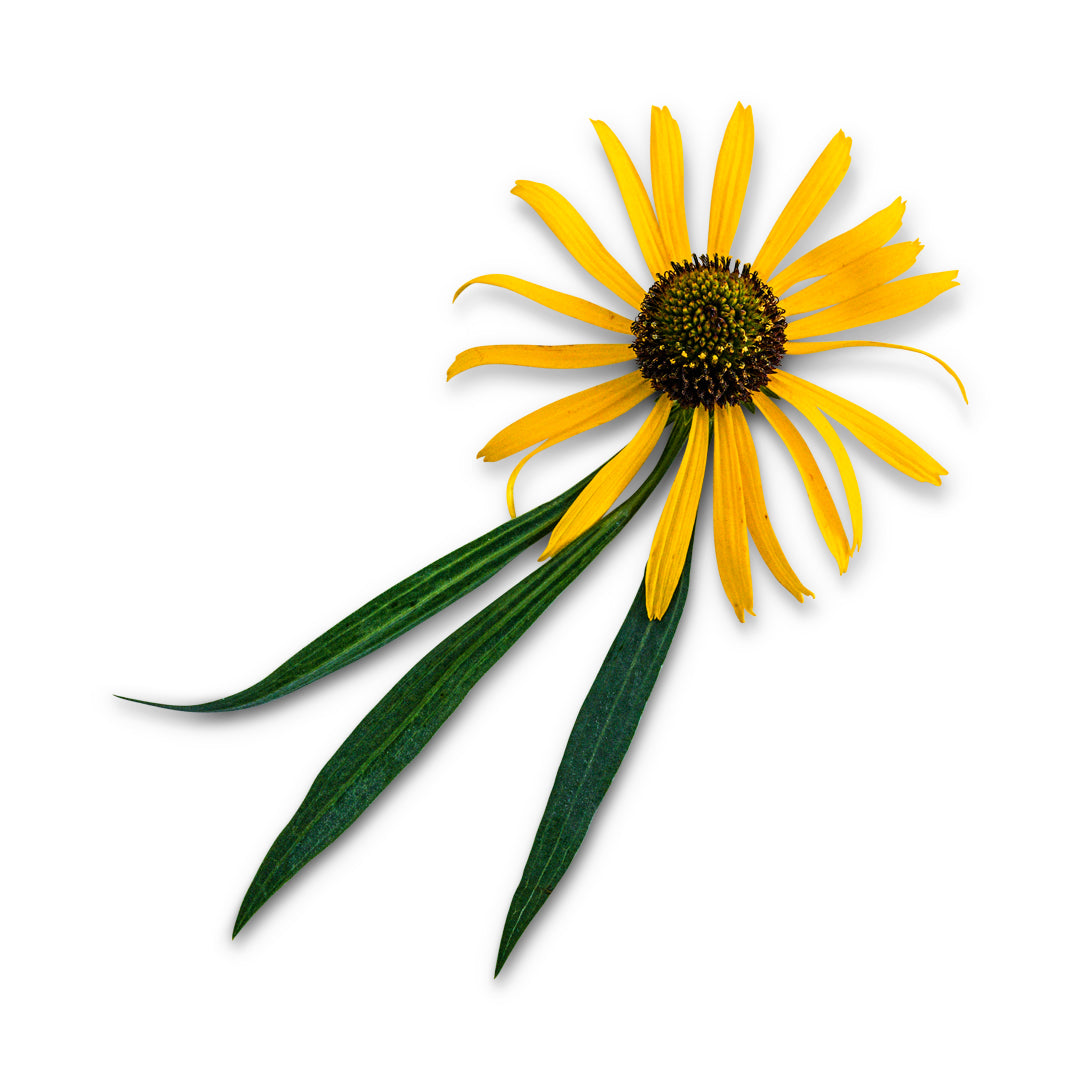 Echinacea Seeds, Ozark Yellow Coneflower