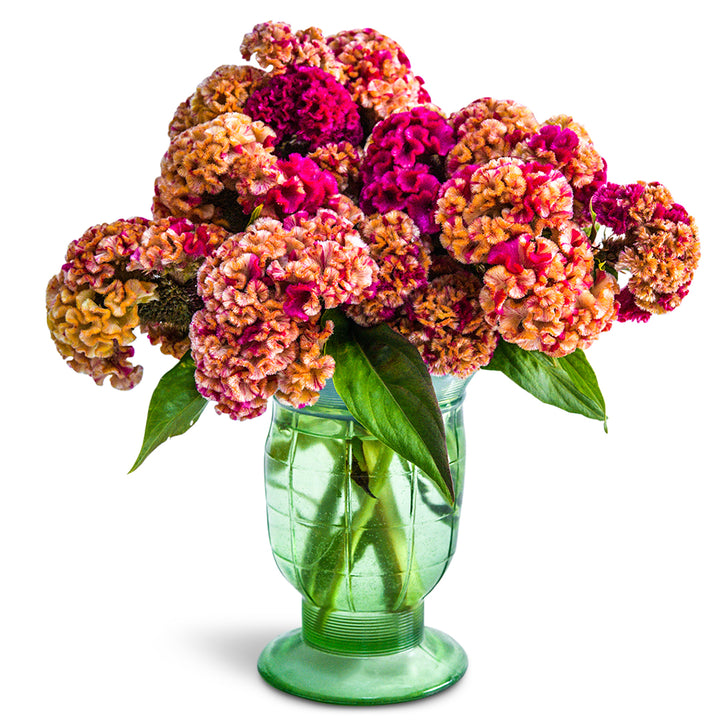 Celosia Seeds, Variegated Cockscomb
