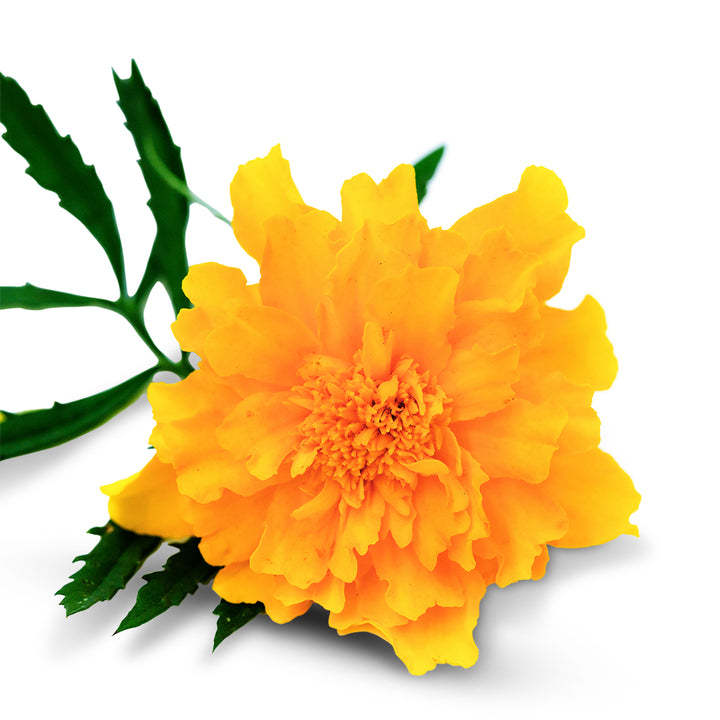 Marigold Seeds, Gypsy Sunshine
