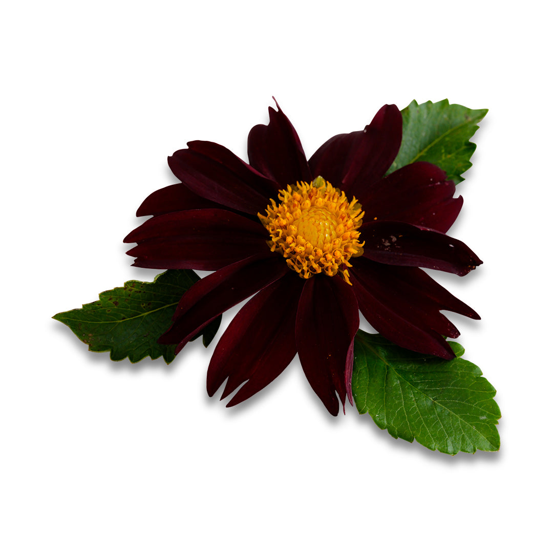 Dahlia Seeds, Black Beauty