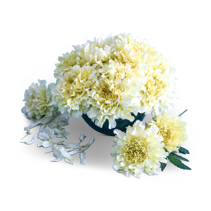 Marigold Seeds, Kilimanjaro White