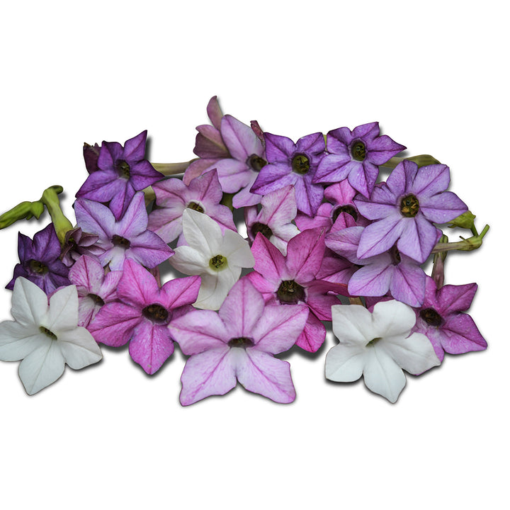 Nicotiana Seeds, Scentsation Mix