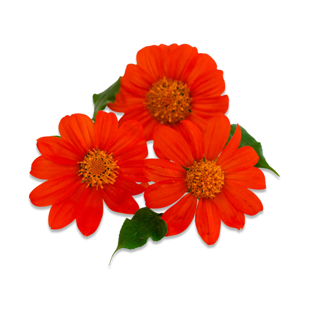 Mexican Sunflower Seeds, Red Torch